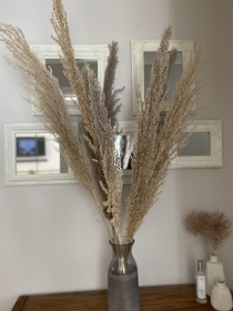 Natural Pampas Grass