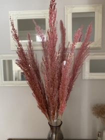 Pink Pampas Grass